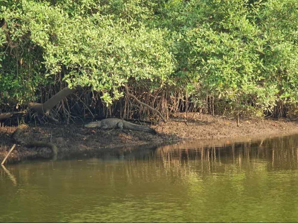 Cumbarjua Canal