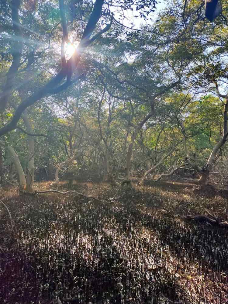 Dr. Salim Ali Bird Sanctuary in Goa — photo 3