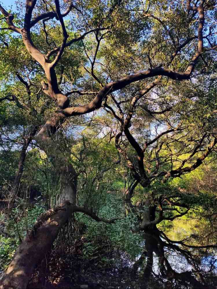 Dr. Salim Ali Bird Sanctuary in Goa — photo 4